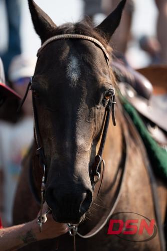 Close-up front view of a horse with a white star marking.jpg