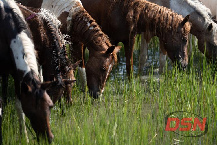 Ponies with braided manes grazing at the water's edge.jpg