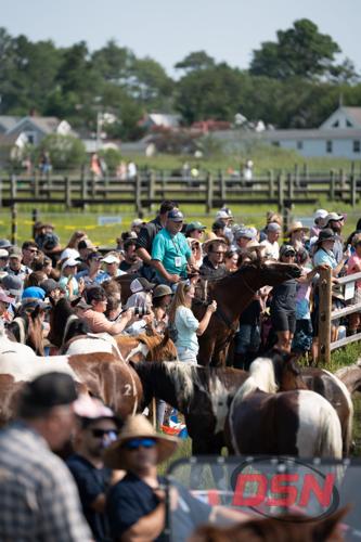 Massive crowd photographing the ponies at the fence line.jpg