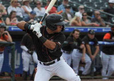Delmarva Shorebirds