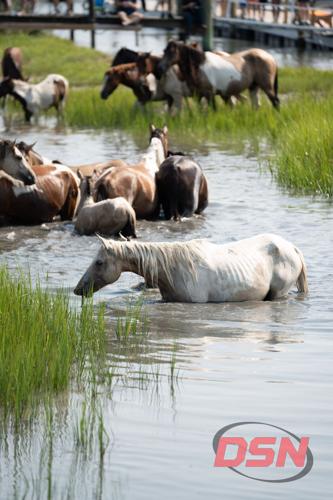 White pony wading through the channel to reach the marsh grass.jpg