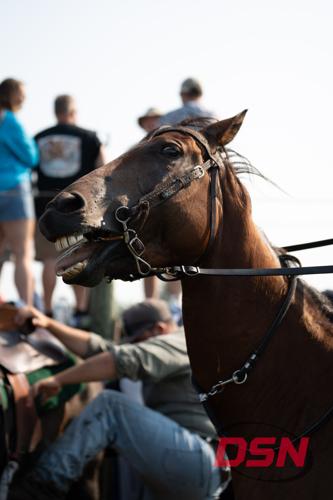 Horse baring its teeth while being saddled.jpg