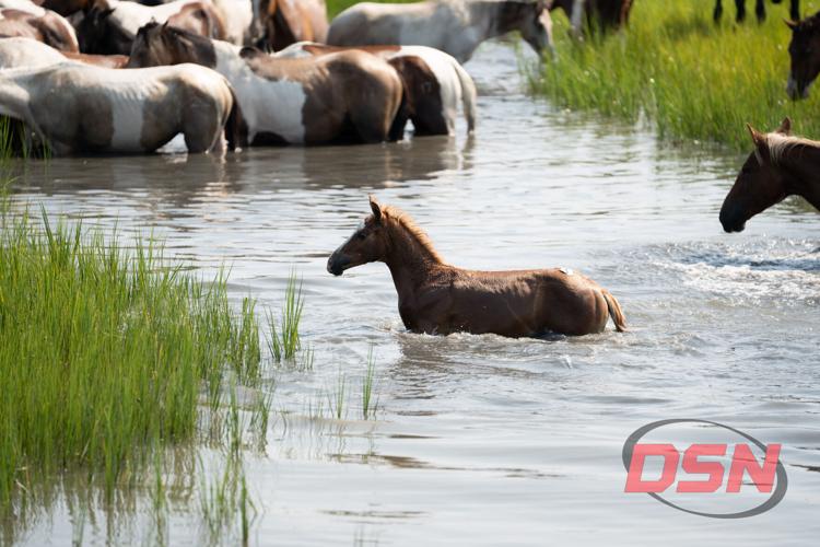 Foal wading through the shallow water toward the herd.jpg