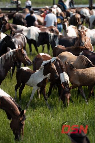 Foals huddled together in the middle of the herd.jpg