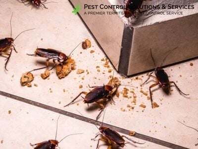 Pest Control Solutions & Services Shares Best Practices for Family-Safe Pest Management in Largo