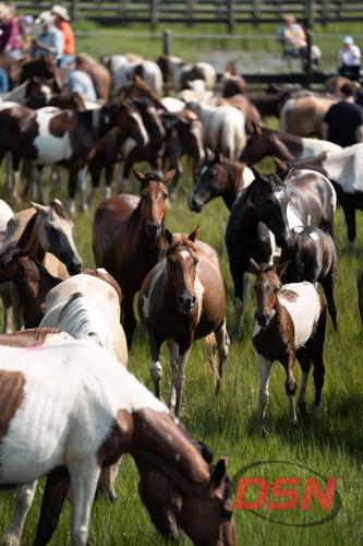 Ponies and foals looking curiously at the camera in the pen.jpg