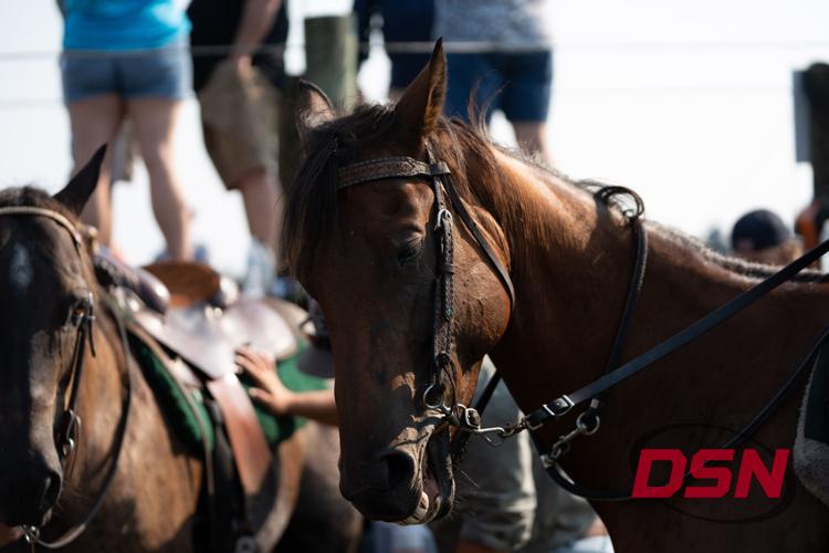 Two saddled horses waiting side by side before the swim.jpg