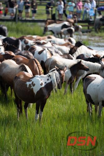 Spotted pony standing out in the herd by the crowd's fence.jpg