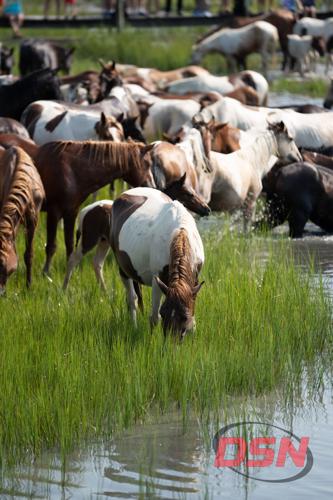 Pinto pony grazing at the water's edge with the herd.jpg