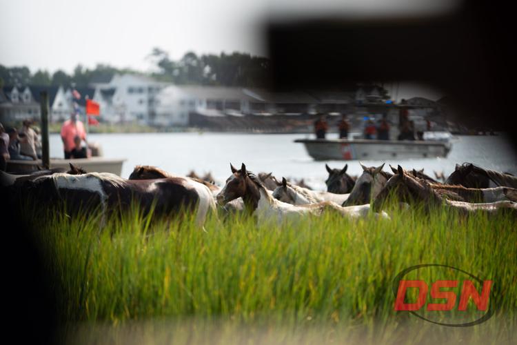Ponies emerging onto shore through the marsh grass after the swim.jpg
