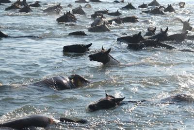 2025 Pony Swim