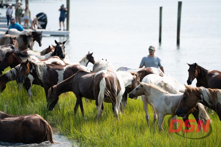 Foal walking through the herd grazing by the dock.jpg