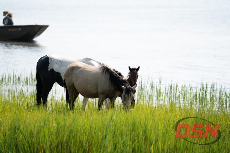 Two ponies grazing peacefully by the water with a boat passing.jpg