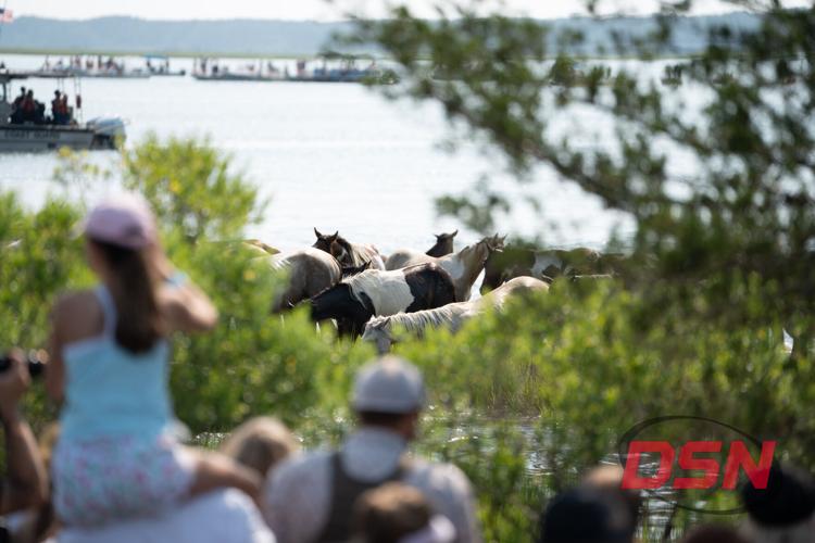 Ponies glimpsed through the marsh brush with a Coast Guard boat behind.jpg