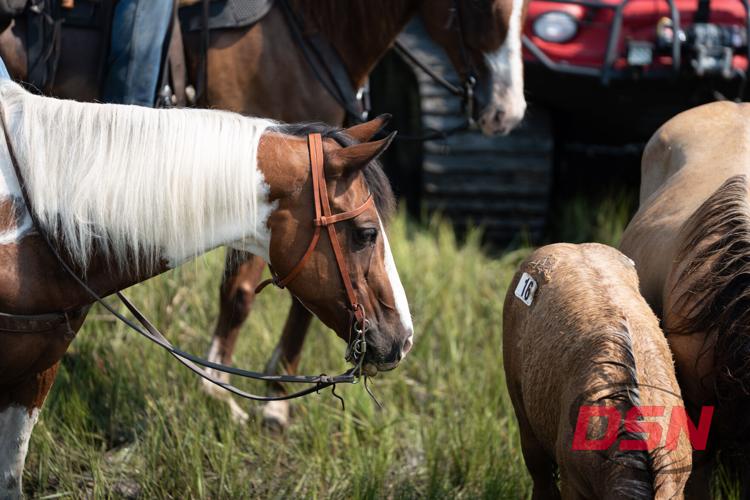Bridled horse next to a numbered auction pony.jpg
