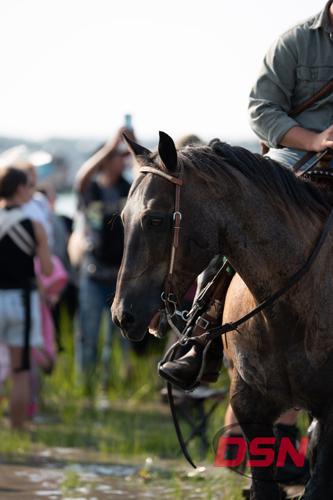 Close-up of a Saltwater Cowboy's horse in the marsh.jpg