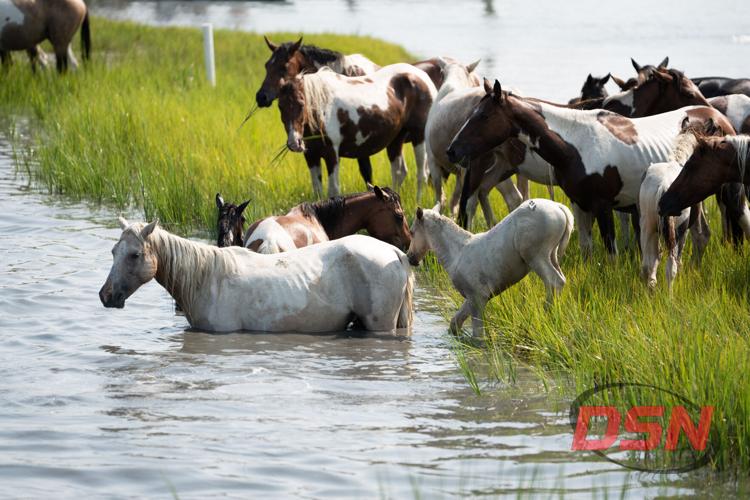 Ponies and foals grazing along the water's edge.jpg