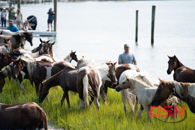 Ponies grazing in the marsh grass by the water with a handler.jpg