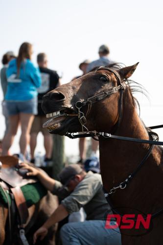 Horse making a funny face while getting saddled.jpg