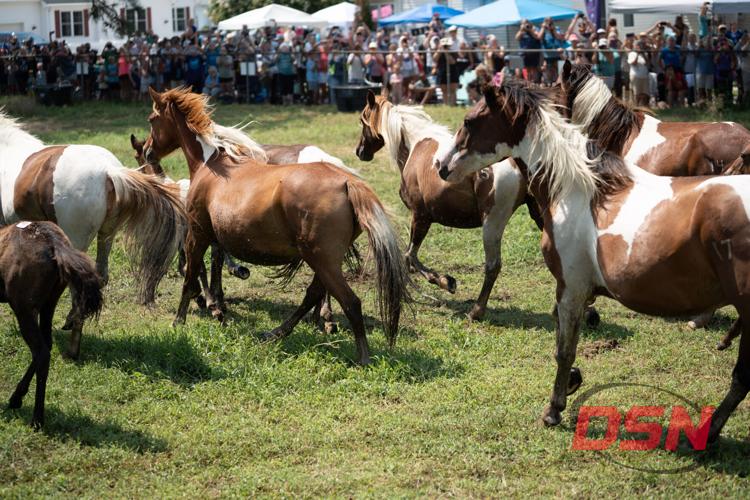 Chincoteague Ponies arrive at the carnival grounds after the swim
