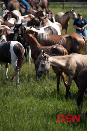 Buckskin foal walking through the herd in the marsh grass.jpg