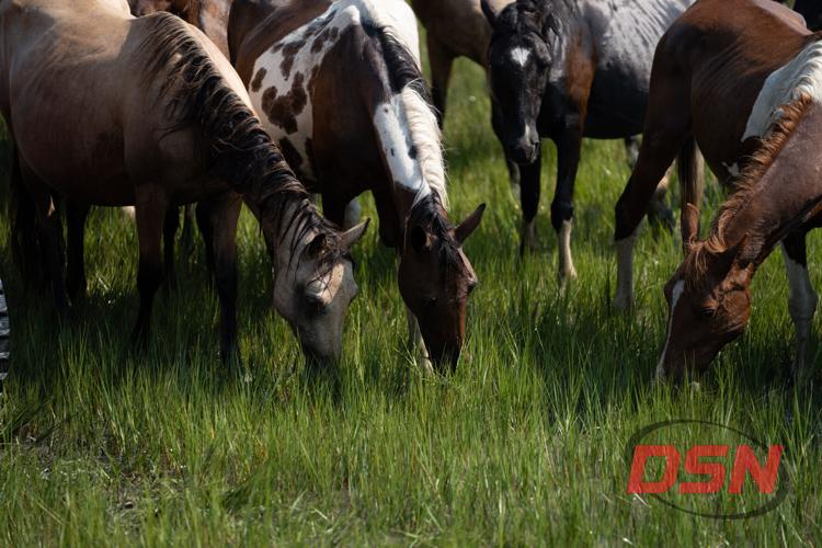 Close-up of ponies grazing together in the tall grass.jpg