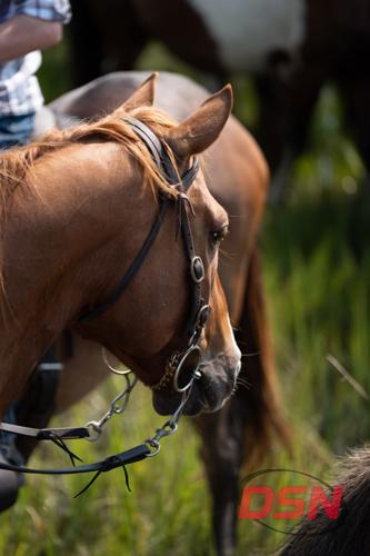 Close-up of a bridled horse's head near the herd.jpg