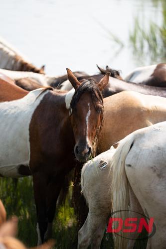 Pony staring straight at the camera with grass in its mouth.jpg
