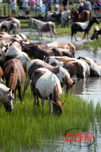 Pinto pony grazing along the marsh water's edge.jpg