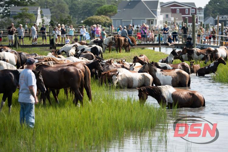 Herd wading through the marsh channel near the crowded dock.jpg
