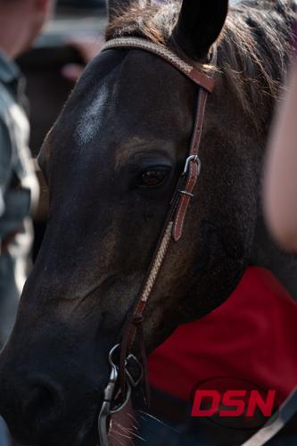 Extreme close-up of a horse's eye and bridle.jpg