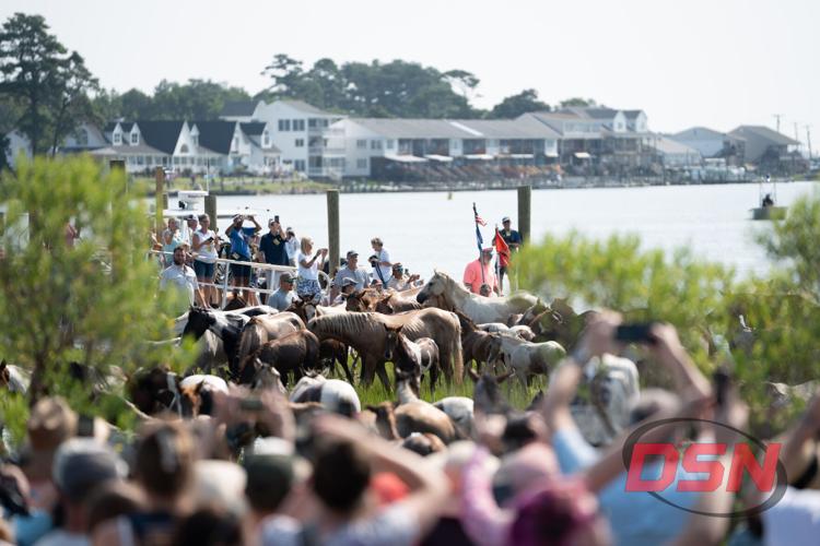 Herd of ponies parading past the crowd with flags flying.jpg