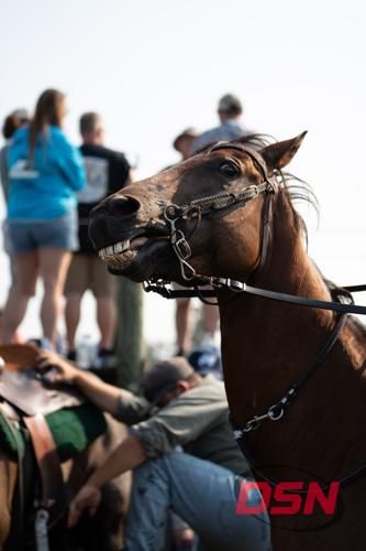 Horse showing its teeth as it is saddled up.jpg