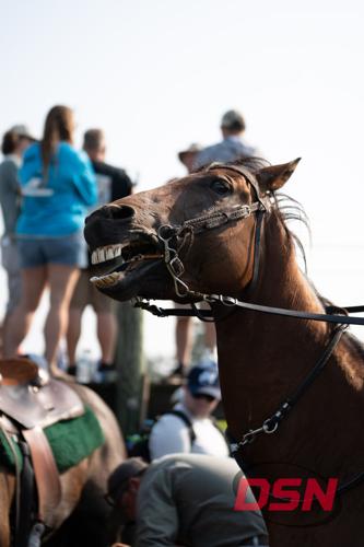 Horse grinning with teeth bared before the swim.jpg