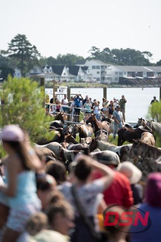 Herd of ponies passing the dock as spectators film.jpg