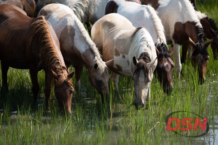 Row of ponies grazing side by side along the water.jpg