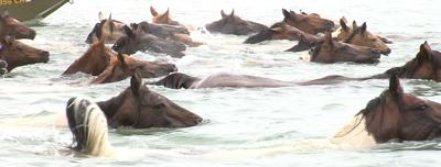 Pony Swim