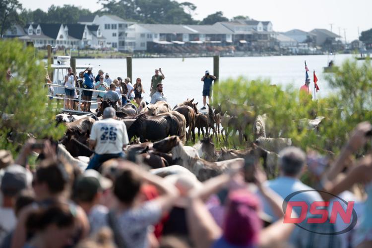 Herd of ponies with foals walking up from the water past the dock.jpg