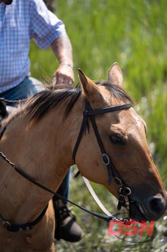 Close-up of a buckskin horse's bridled face.jpg