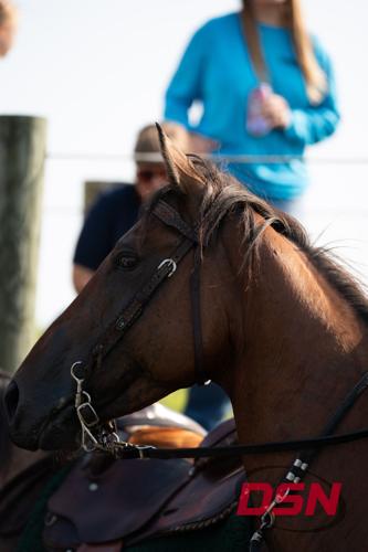 Close-up of a saddled horse's head waiting near the dock.jpg