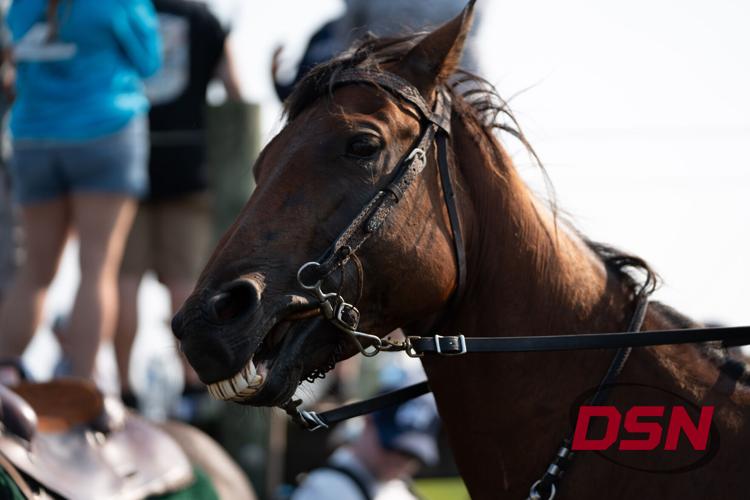 Wide shot of a horse's teeth showing while being tacked up.jpg