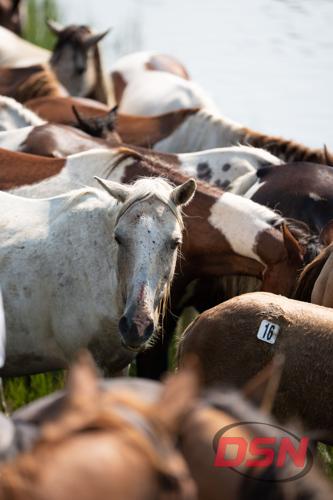 White pony with freckled face looking through the herd.jpg