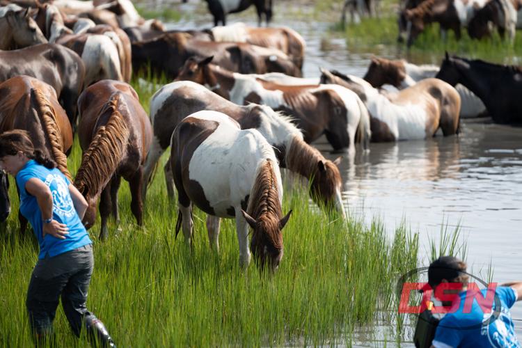 Vet volunteers checking on the herd grazing by the water.jpg