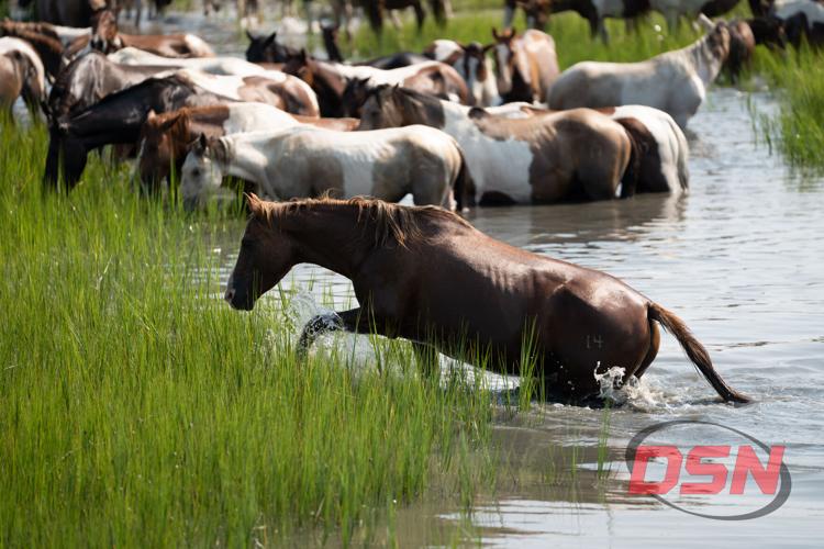 Pony splashing through the marsh grass to join the herd.jpg