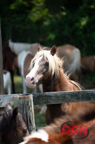 A pony sticks its head out over a fence