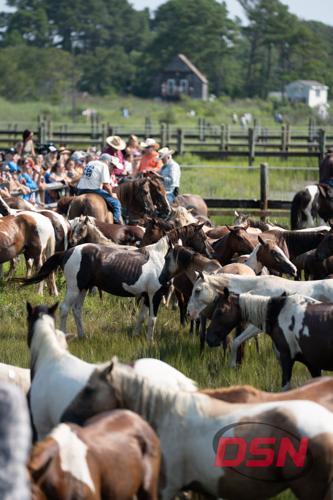 Saltwater Cowboys on horseback herding ponies into the pen.jpg