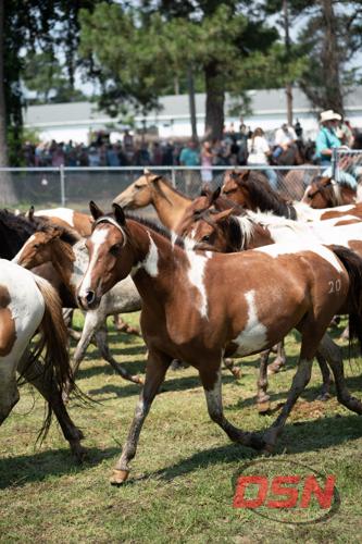 Chincoteague Ponies arrive at the carnival grounds after the swim