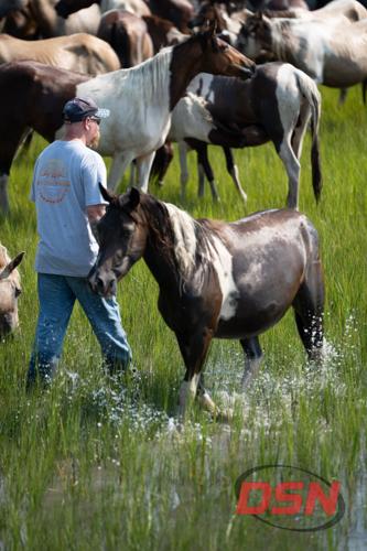 Close-up of ponies splashing through the marsh grass with their handler.jpg