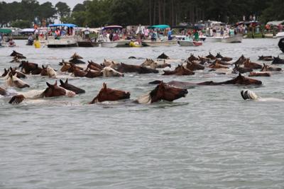 Chincoteague Pony Swim