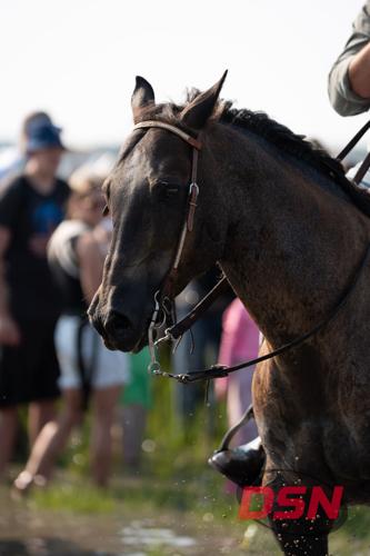 Close-up profile of a Saltwater Cowboy's horse.jpg